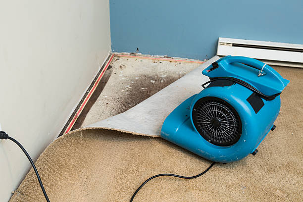 Best Professional water damage repair  in Amador Pines, CA